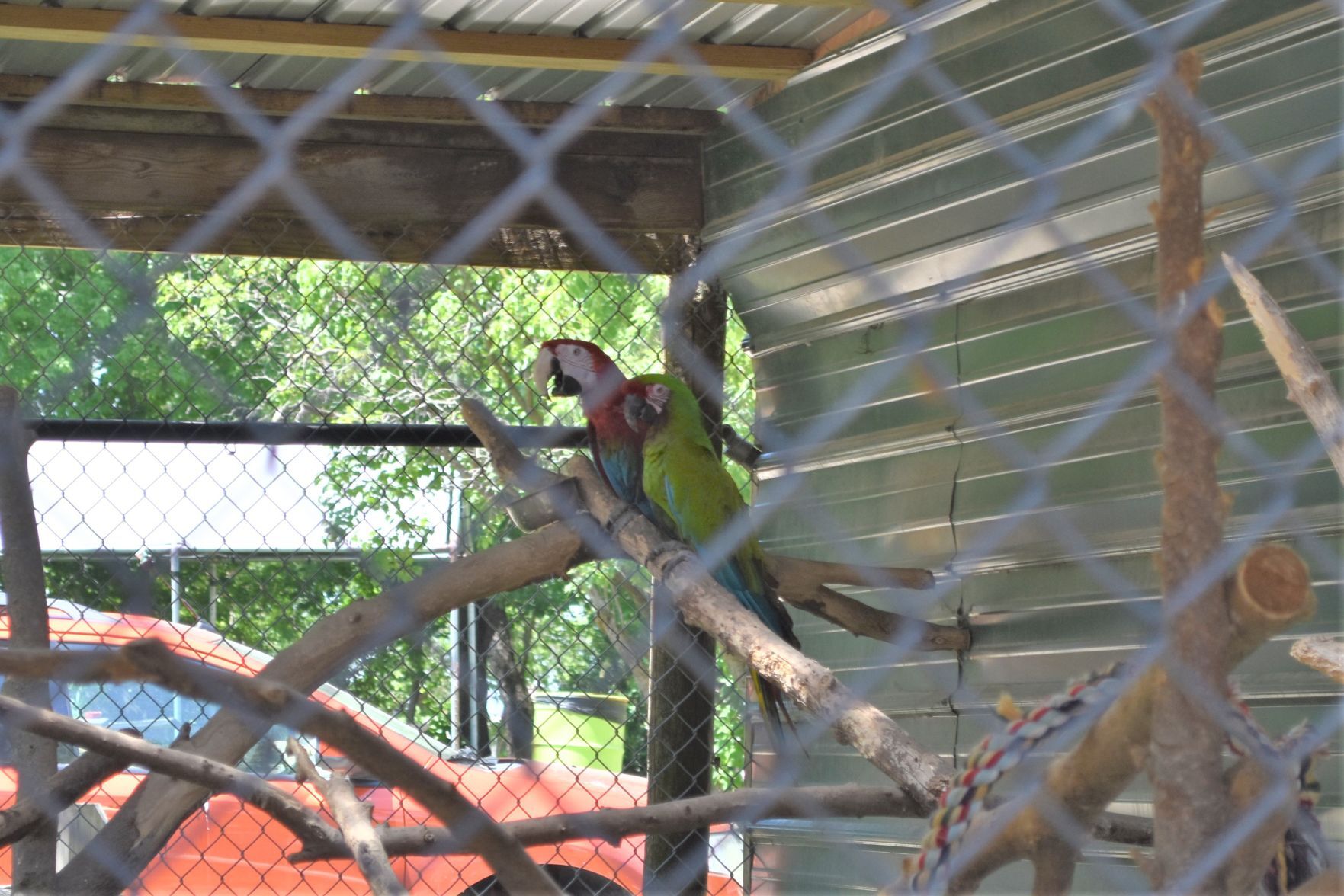 Two parrots